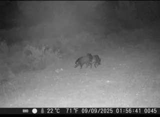 Camara trampa fototrampeo