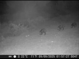 Camara trampa fototrampeo