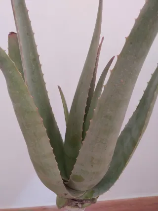 Planta Aloe Vera adulta de gran tamaño. (No cactus