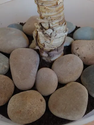 Planta Aloe Vera adulta de gran tamaño. (No cactus