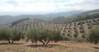 Busco gente para coger aceitunas en Montefrío