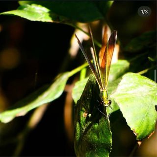 Cámara Lumix DMC-TZ70 Negra/Plata