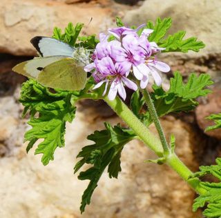 Cámara Lumix DMC-TZ70 Negra/Plata