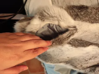 Chaleco de piel gris y blanco