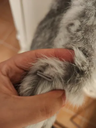 Chaleco de piel gris y blanco