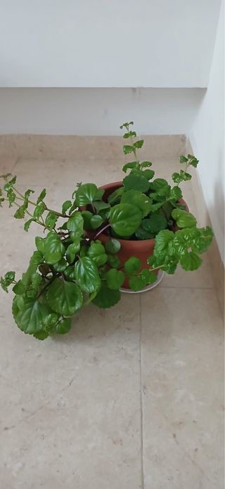 Planta verde en maceta