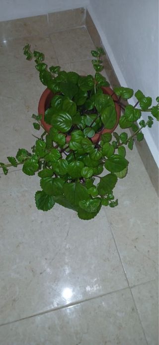 Planta verde en maceta