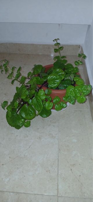 Planta verde en maceta