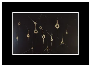 Pintura Neuronas Dibujo Científico