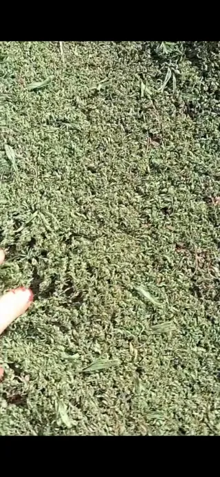 Césped artificial oferta asta el domingo