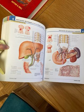 Atlas de anatomia humana [Nov 11, 2004] Netter,...