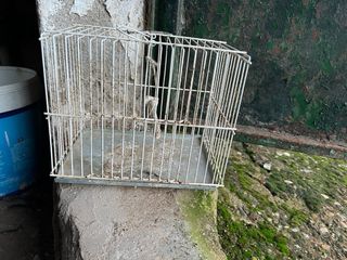 Jaulas para pájaros (verdes y rojas)