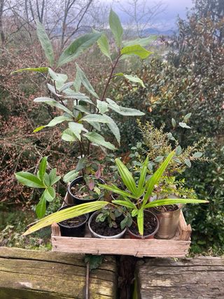 Lote plantas para J.L