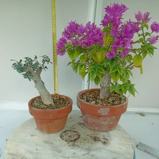 Acebuche y Buganvilla Bonsái