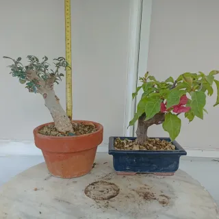 Acebuche y Buganvilla Bonsái