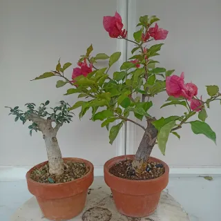Acebuche y Buganvilla Bonsái