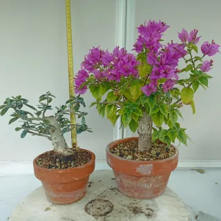 Acebuche y Buganvilla Bonsái