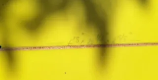 Tabla Surf Single Fin