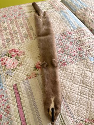 Cuellos de piel marrón el precio es por los dos