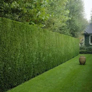 Servicios de Jardinería y Mantenimiento