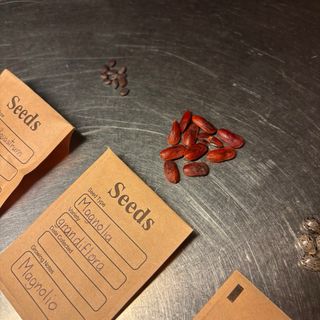 Lote de semillas para Andrés