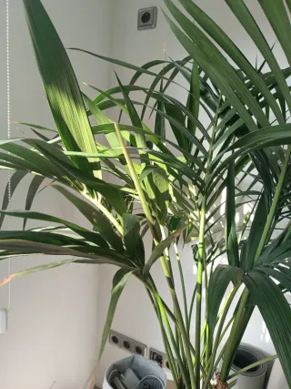 Planta Kentia Grande Interior