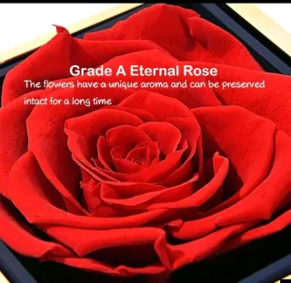 Rosa Eterna con Corazón "Te Quiero"