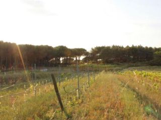 Chalet en venta en Mas Mora - Sant Daniel en Tordera