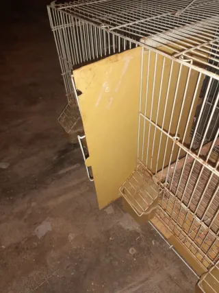 Jaula cría 60cm + Jaula jilguero