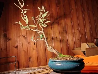 Olivo bonsai