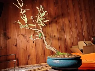 Olivo bonsai