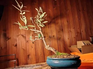 Olivo bonsai