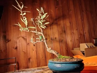 Olivo bonsai