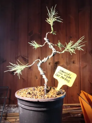 Prebonsai Pino Nigra