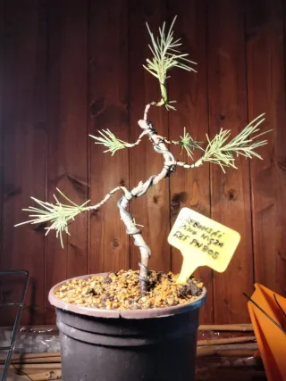 Prebonsai Pino Nigra