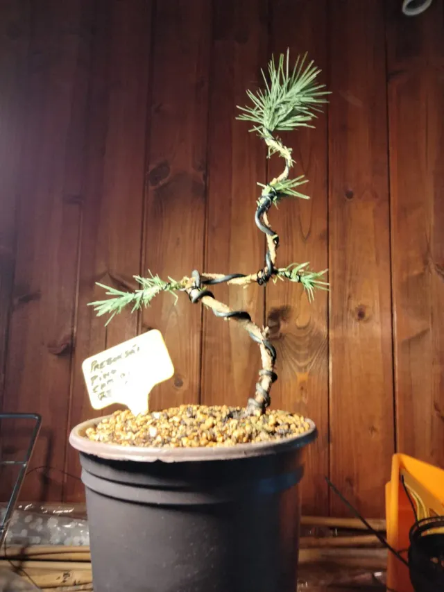 Prebonsai Pino Carrasco