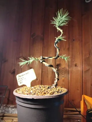 Prebonsai Pino Carrasco