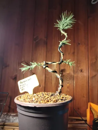 Prebonsai Pino Carrasco