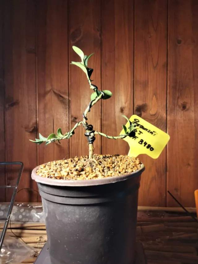 Prebonsai Boj (Buxus sempervirens)