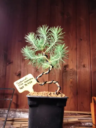 Prebonsai Pino Carrasco (Halapensis)