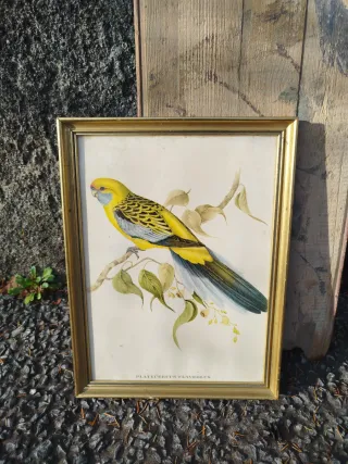 Pareja de 50 Cuadros de Aves Vintage