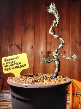 Prebonsai Cedro Atlántica REF CHTL350