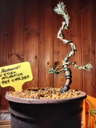 Prebonsai Cedro Atlántica REF CHTL350