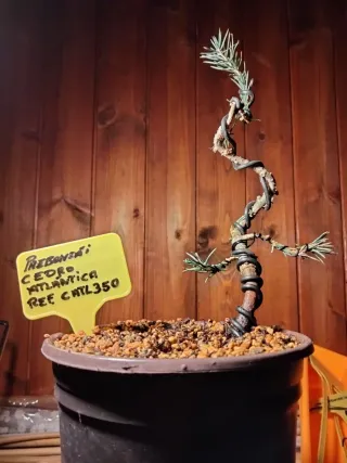 Prebonsai Cedro Atlántica REF CHTL350