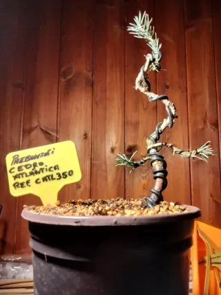 Prebonsai Cedro Atlántica REF CHTL350