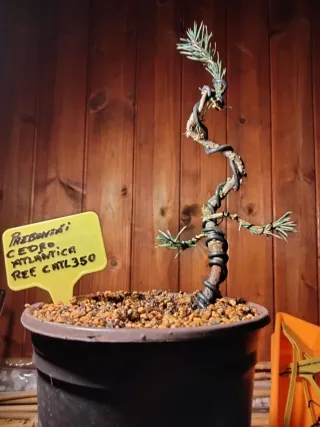 Prebonsai Cedro Atlántica REF CHTL350