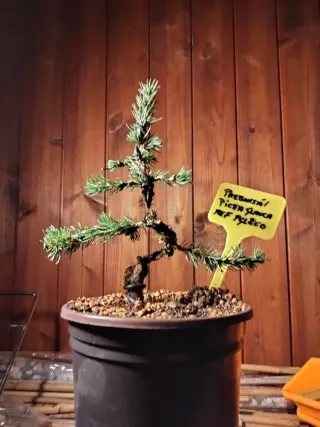 Prebonsai Pícea Glauca