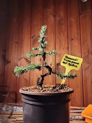 Prebonsai Pícea Glauca