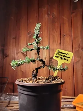 Prebonsai Pícea Glauca