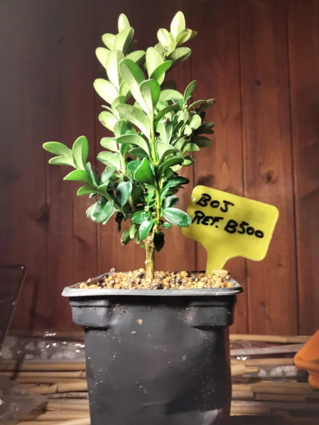 Prebonsai Boj (Buxus sempervirens)